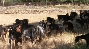 Rebaño de cabras del Guadarrama en San Mamés (Madrid)