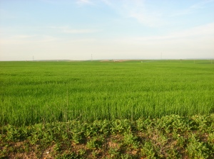 Cultivo de cereal a finales de abril en Pozaldez (Valladolid)