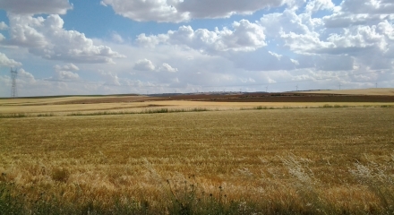 Campo de cereal en Honrubia (Cuenca)