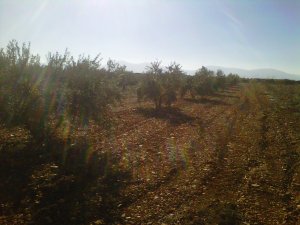 Olivar en La Mancha 